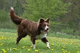 BORDER COLLIE 974